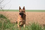 BERGER ALLEMAND 1318